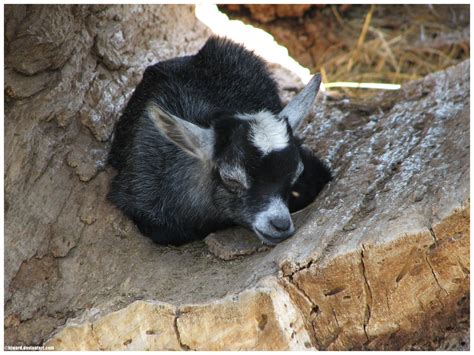 Sleeping Goat by bjward on DeviantArt