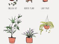 10 Symbiotic plants ideas | plants, gardening tips, planting flowers