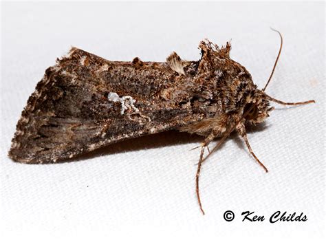 Cabbage Looper Moth Trichoplusia ni (Hübner, 1800-1803) | Butterflies and Moths of North America