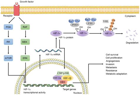 Hif 1 Alpha Pathway