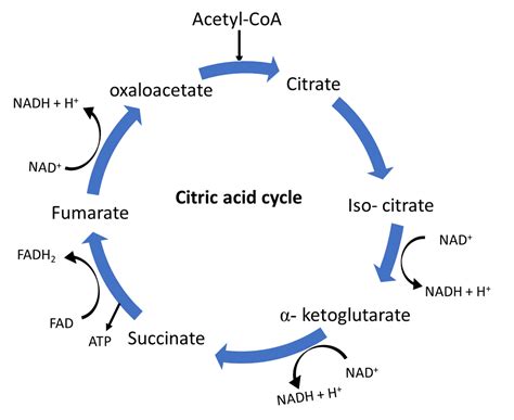 The process of Krebs’ cycle occurs in which organs? Write its four features.