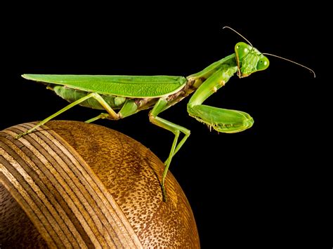 Praying Mantis Wallpapers - Wallpaper Cave