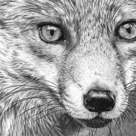 Fox Pencil Drawing: A Step-by-Step Guide for Beginners