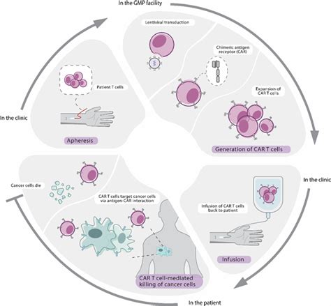 CAR T-Cell therapy - Peter MacCallum Cancer Centre