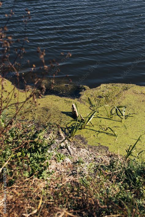 swampy area in the riverbed of the city. concept: protecting the ...