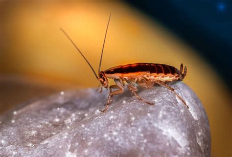 Effective Roach Control Methods: Eliminate Infestations Safely