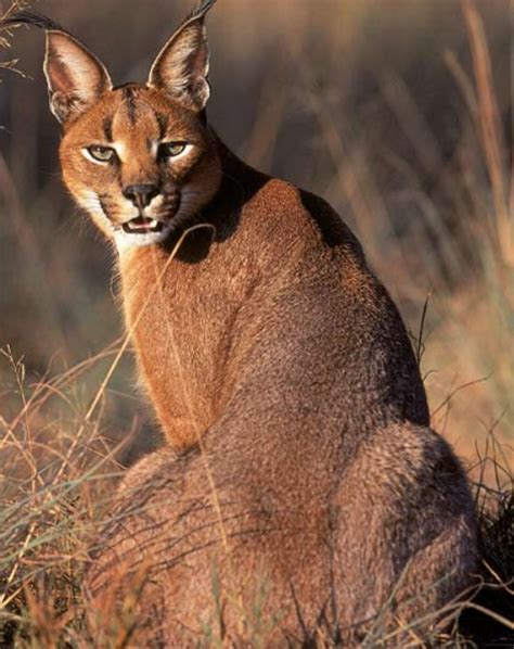 CARACAL FACTS