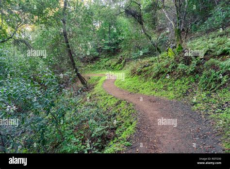 Hiking trail through the woods of Rancho San Antonio County Park, Santa Cruz mountains ...