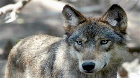 Wisconsin wolf hunt 2021: Judge issues injunction blocking fall hunting season - ABC7 Chicago