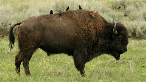 10 Facts About Bison - National Park Trust