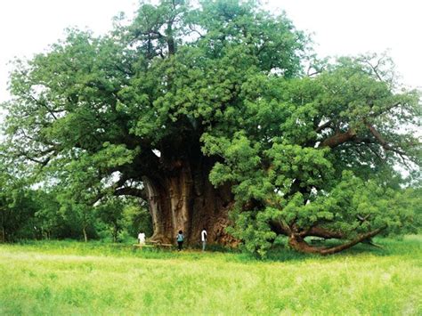 Acacia Tree in the Philippines | Arbre