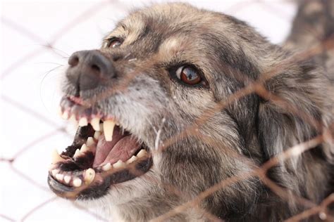 5 Most Common Dog Attack Injuries - Mazow | McCullough, PC