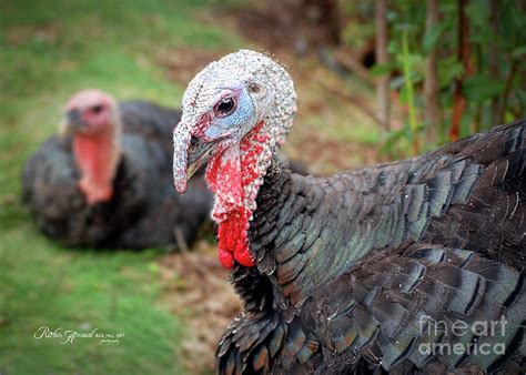 Domesticated Farm Turkey Photograph by Robin Amaral - Fine Art America