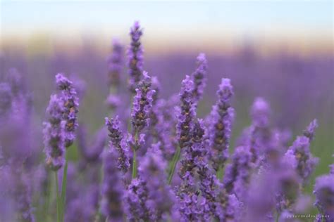 Norfolk Lavender - Late Lavender - petermolnar.net