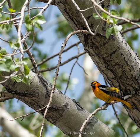 Friday’s Feathered Friends-Bullock’s Oriole – Circadianreflections Blog