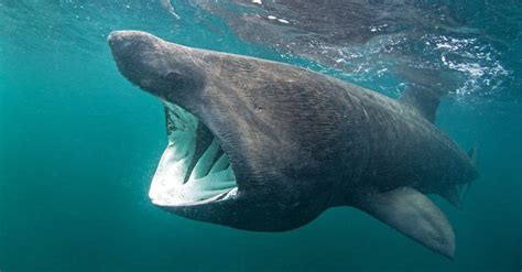 The 7 Biggest Sharks Off California's Coast - A-Z Animals