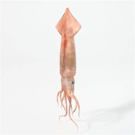 Squid Free 3D Models download - Free3D