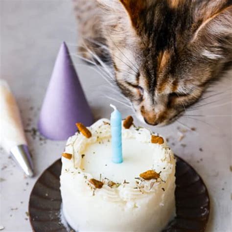 Cat Birthday Cake Recipe | The Recipe Critic