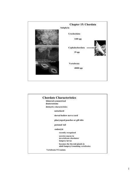 Chordate Characteristics