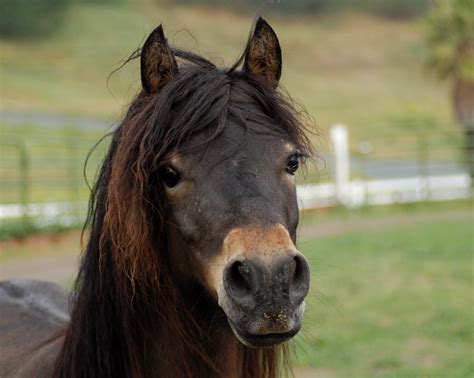 Horse Life and Love: Dartmoor Ponies