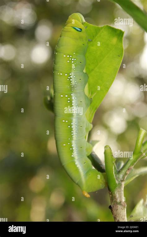 Caterpillars eat fresh leaves Stock Photo - Alamy