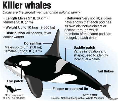 Pin on Killer Whales