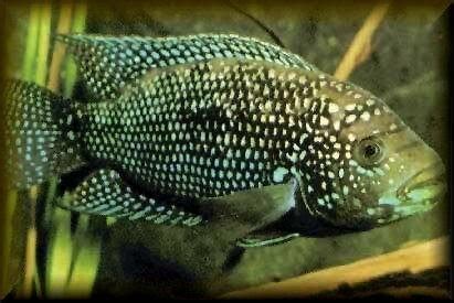 How to Breed Jack Dempsey Fish ~ Breeding Fish