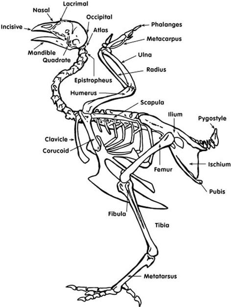 Image result for chicken skeleton | Anatomy bones, Chicken anatomy, Skeleton anatomy