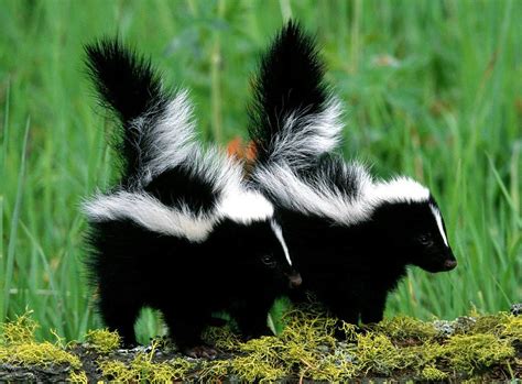 Skunk Facts - Animal Facts Encyclopedia