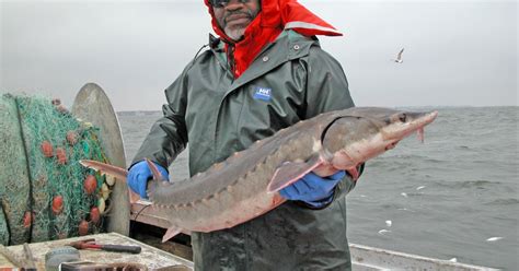 Atlantic Sturgeon (Acipenser oxyrinchus oxyrinchus) | U.S. Fish & Wildlife Service