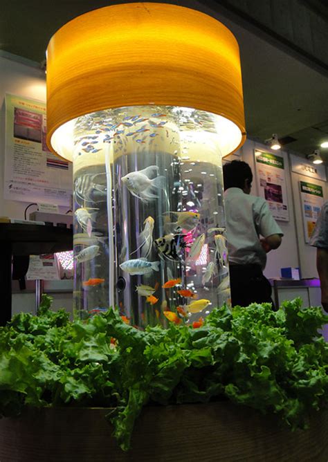 Simply Dazzling Indoor Aquaponic System - Off Grid World