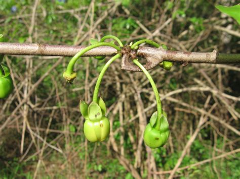 Annonaceae | World Annonaceae