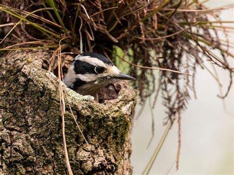 Downy Woodpecker Nesting (Behavior, Eggs, Location + FAQs) | Birdfact