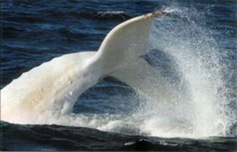 all about unique facts: Amazing Collection Of Albino Animals - Photos Of Most Amazing Creations ...