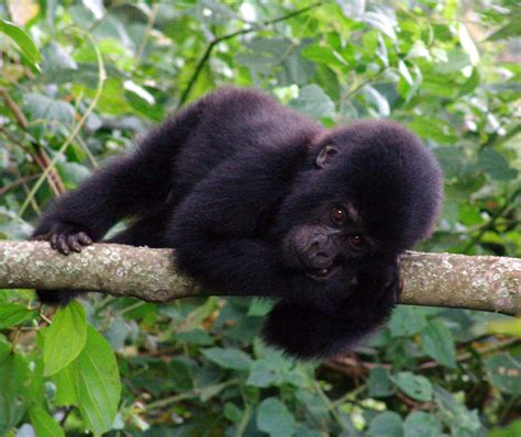 Baby Mountain Gorilla, Uganda by seanieblue on DeviantArt