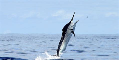 Black Marlin - GT offshore fishing charters LLC