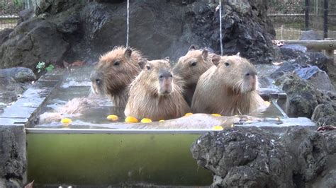 Cute Capybara Wallpapers - 4k, HD Cute Capybara Backgrounds on WallpaperBat