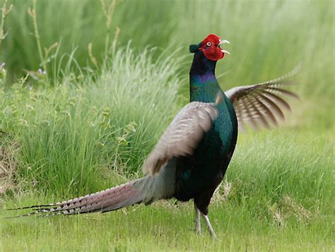 Japan's national bird - 雉(Kiji), or the Green Pheasant, Phasianus versicolor, also known as ...