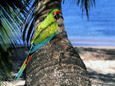 Macaw Parrot Wallpapers | Fun Animals Wiki, Videos, Pictures, Stories