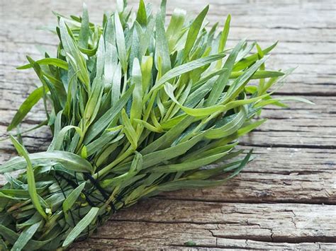 Top 10 Tarragon Substitutes You Must Know in 2023