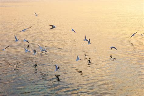 Sea gulls stock image. Image of environment, flight, dusk - 38956903