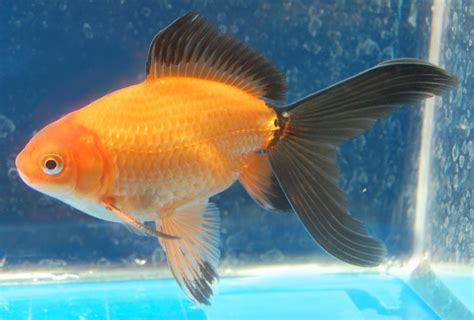 Goldfish - Oranda Wakin Cross? Sideview | Goldfish for the Pond | Pin…