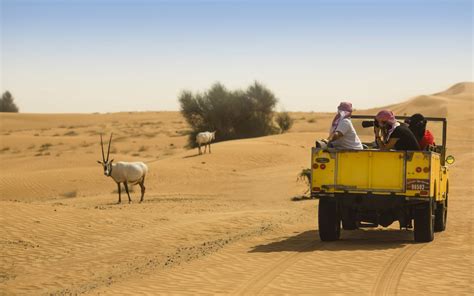 Dubai Desert Conservation Reserve - Protected Natural Habitat