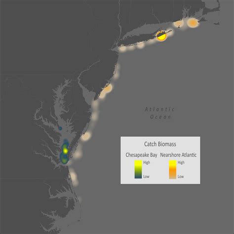 Blueback Herring | Virginia Institute of Marine Science