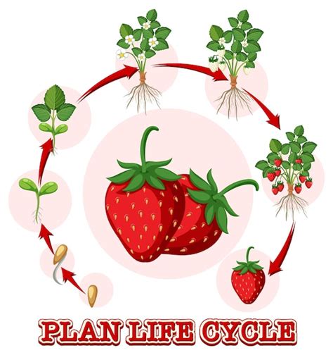 Premium Vector | Life cycle of strawberry diagram