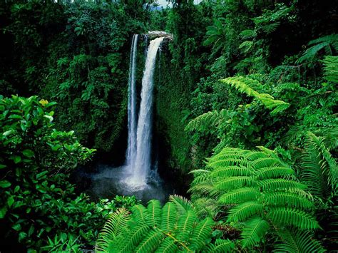 Download Idyllic Green Nature Waterfall Wallpaper | Wallpapers.com