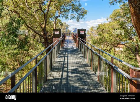 The Kings Park Lotterywest Federation Walkway Bridge, Perth, Australia Stock Photo - Alamy