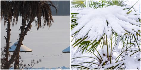 Does it snow in Florida? Where to see snow in Florida this season ...