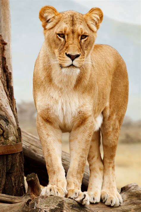 Portrait Of Lioness Free Stock Photo - Public Domain Pictures