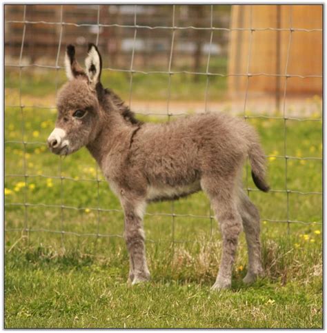 miniature donkeys for sale new mexico - Kennith Kruger